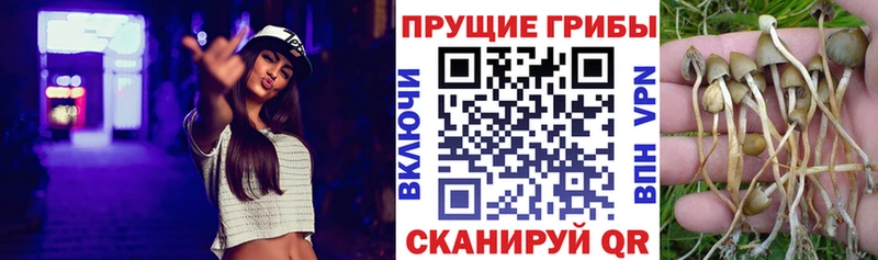 Галлюциногенные грибы Cubensis  Заволжье 
